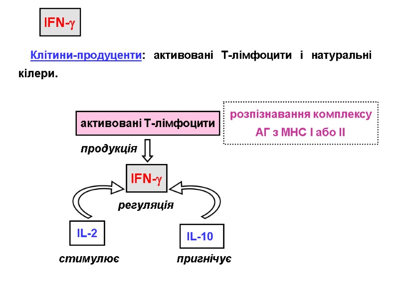 IFN- Клітини-продуценти: активовані Т-лімфоцити і натуральні кілери. активовані Т-лімфоцити розпізнавання комплексу АГ з МНС